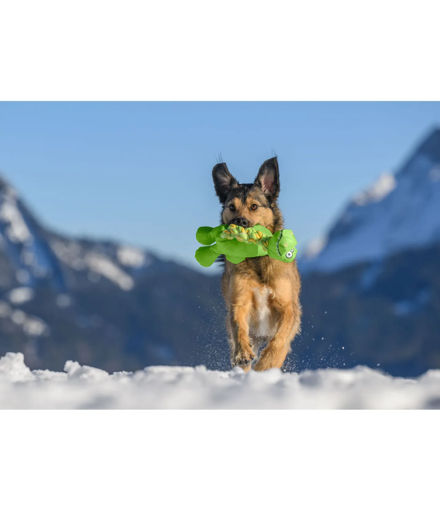 sugar dog Jouet pour chien Strong Dino vert Discount