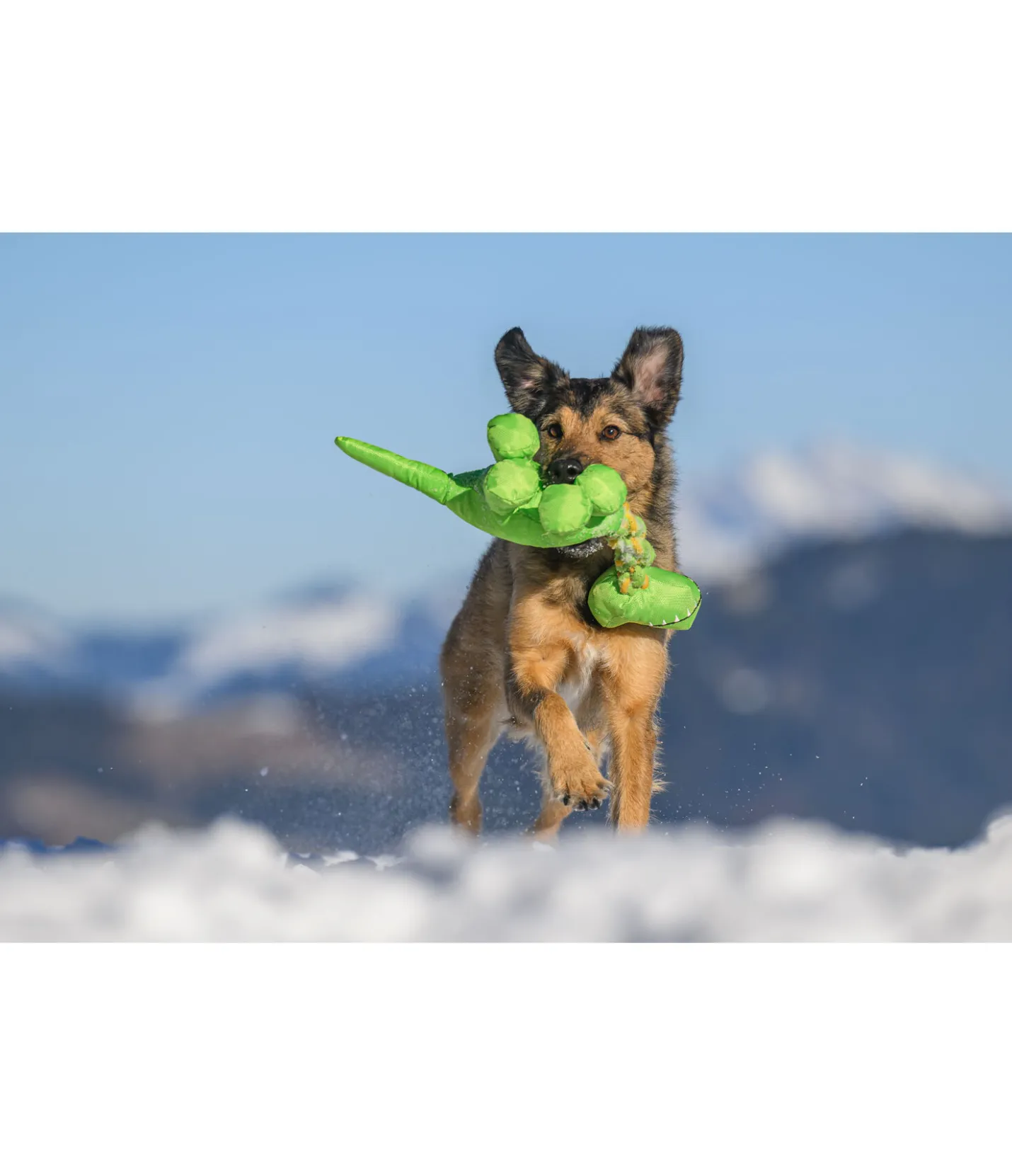 sugar dog Jouet pour chien Strong Dino vert Discount