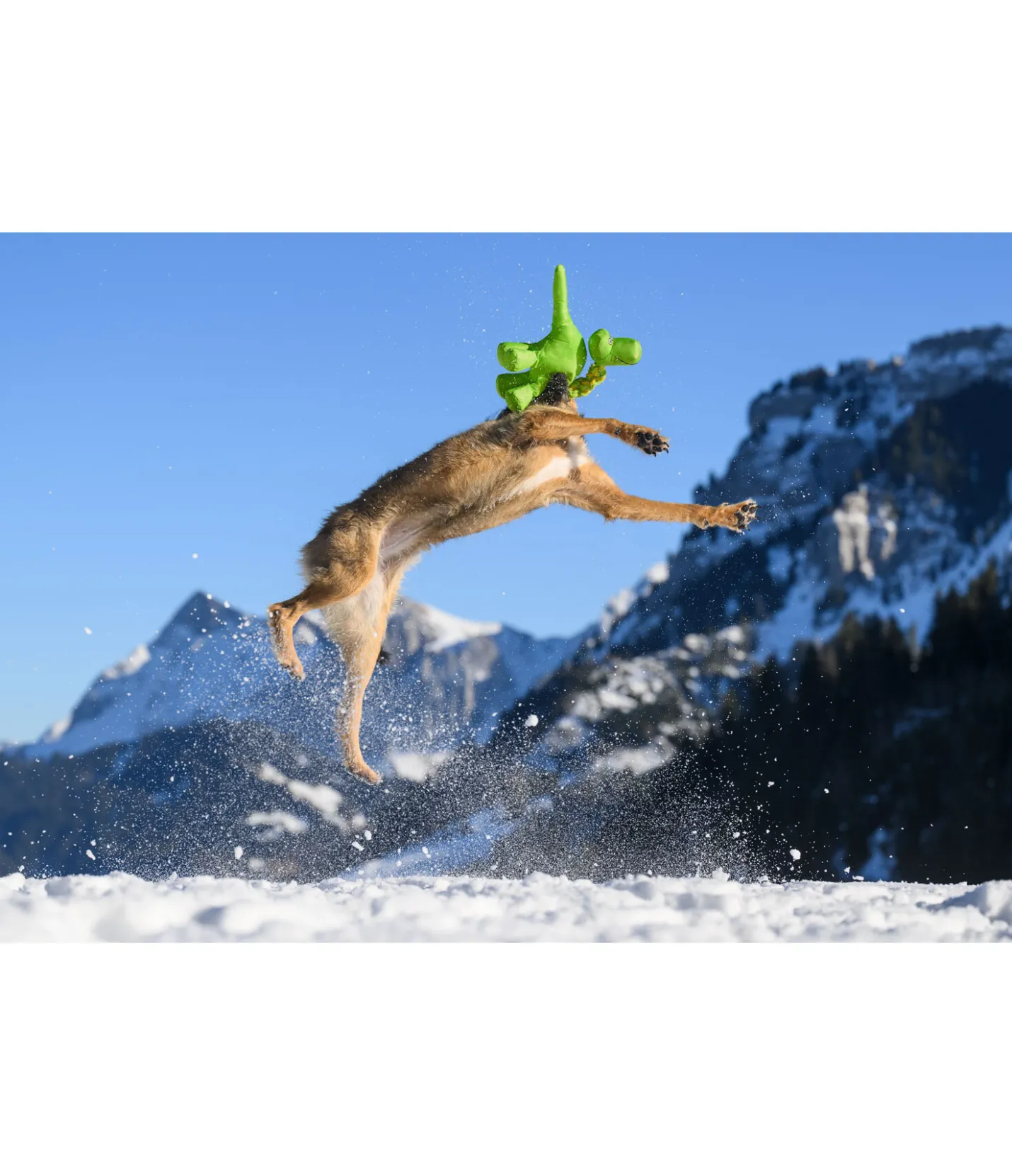 sugar dog Jouet pour chien Strong Dino vert Discount