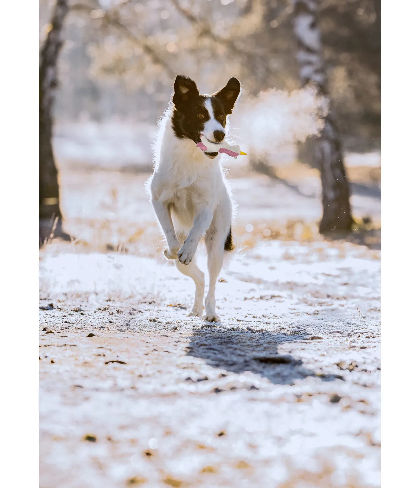 sugar dog Jouet pour chien avec couineur Unicorn Online