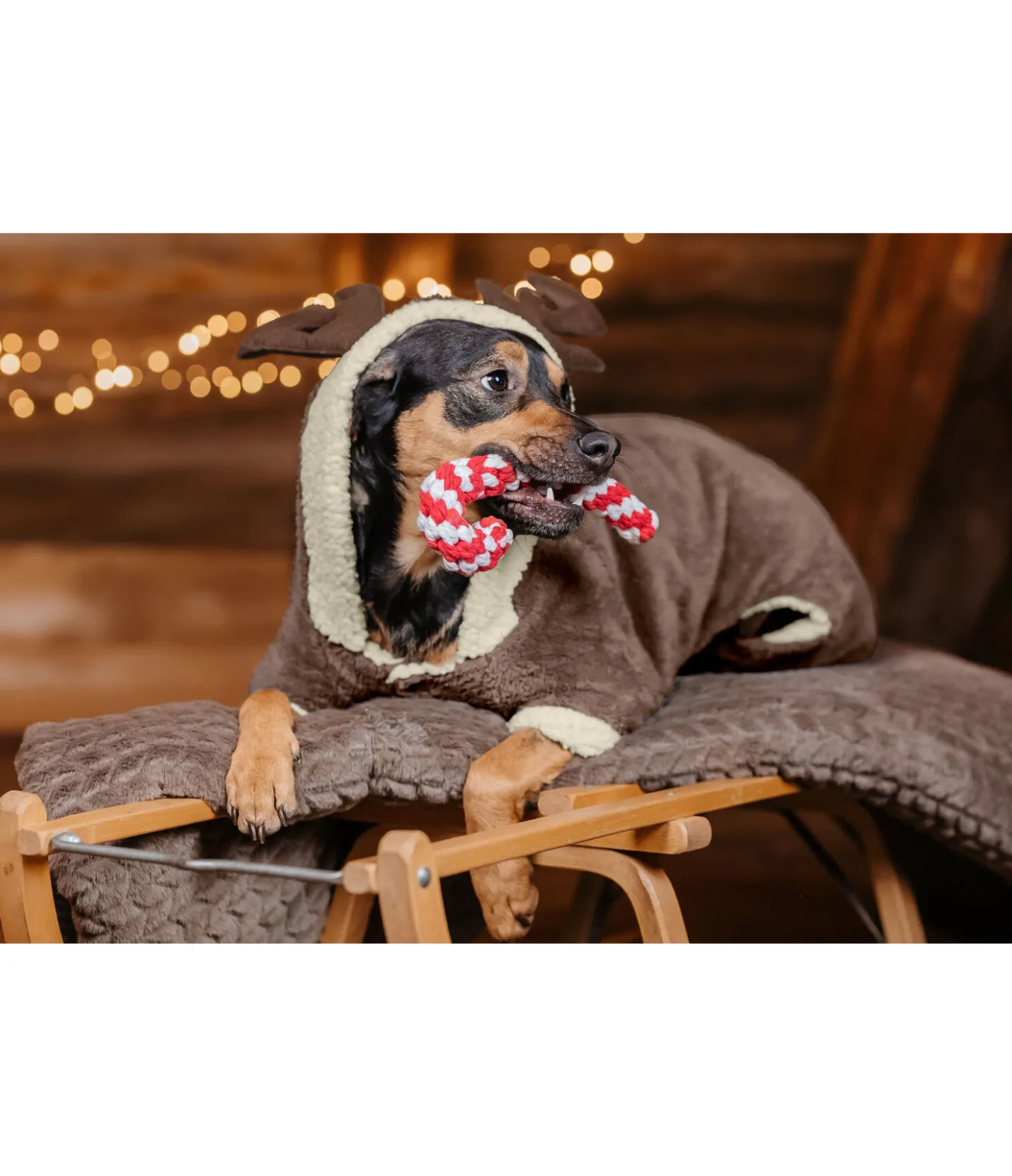 sugar dog Jouet sucre d'orge en corde pour chien rouge Online