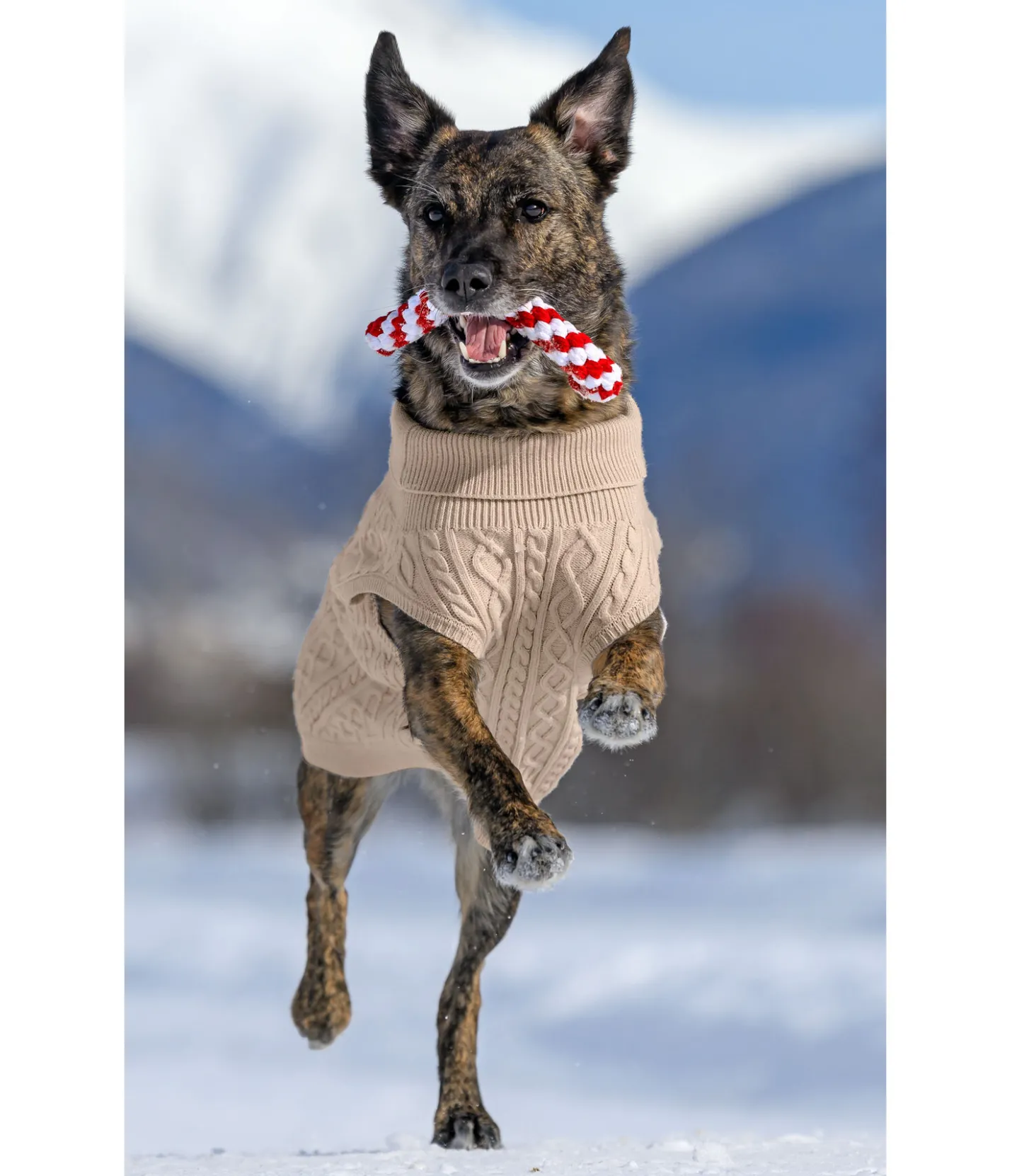 sugar dog Jouet sucre d'orge en corde pour chien rouge Online