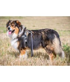 sugar dog Laisse courte pour chien Waterpoof noir New