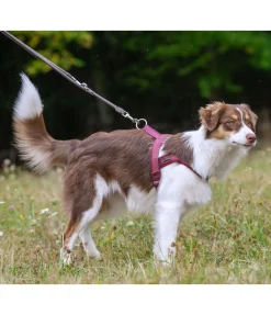 sugar dog Laisse en cuir cousu rond pour chien Certaldo brun Best