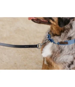 sugar dog Laisse en cuir pour chien San Gimignano noir/argenté Discount