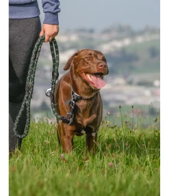 sugar dog Laisse pour chien Coloured Rope thym Best