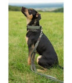 sugar dog Laisse pour chien Jade olive Outlet