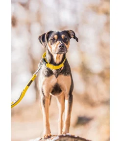 sugar dog Laisse pour chien Jade mangue dorée Clearance