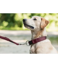 sugar dog Laisse pour chien Jade bordeaux Best