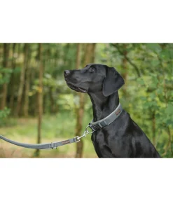 sugar dog Laisse pour chien Jade matcha foncé Sale