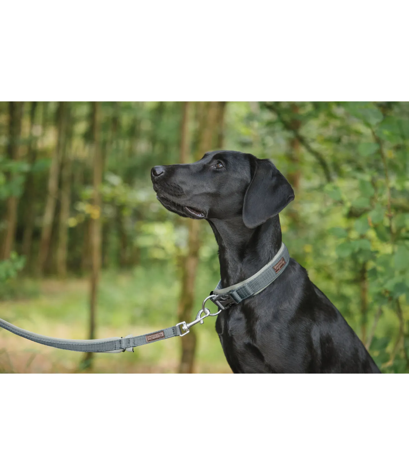 sugar dog Laisse pour chien Jade matcha foncé Sale