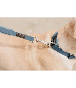 sugar dog Laisse pour chien Jade bleu dauphin New