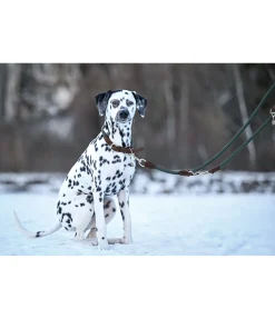 sugar dog Laisse pour chien Rope thé vert