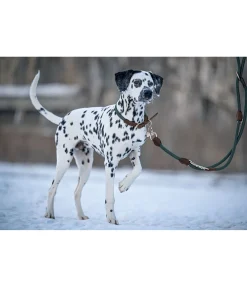 sugar dog Laisse pour chien Rope thé vert