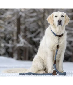 sugar dog Laisse pour chien Rope bleu dauphin Online