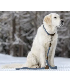 sugar dog Laisse pour chien Rope bleu dauphin Online