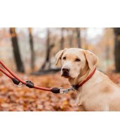 sugar dog Laisse pour chien Rope terre cuite Outlet