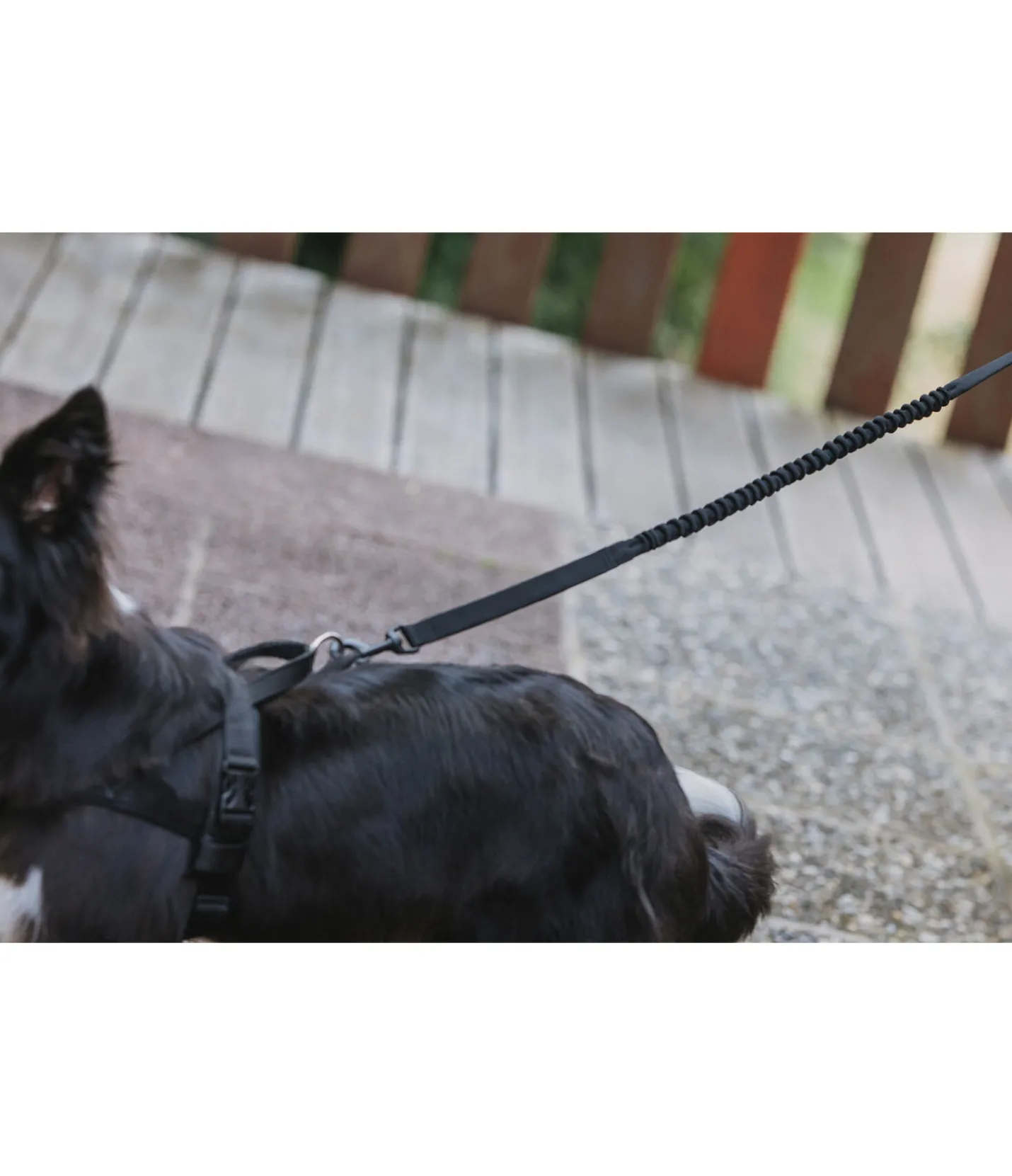 sugar dog Laisse pour chien avec amortisseur Marathon noir New