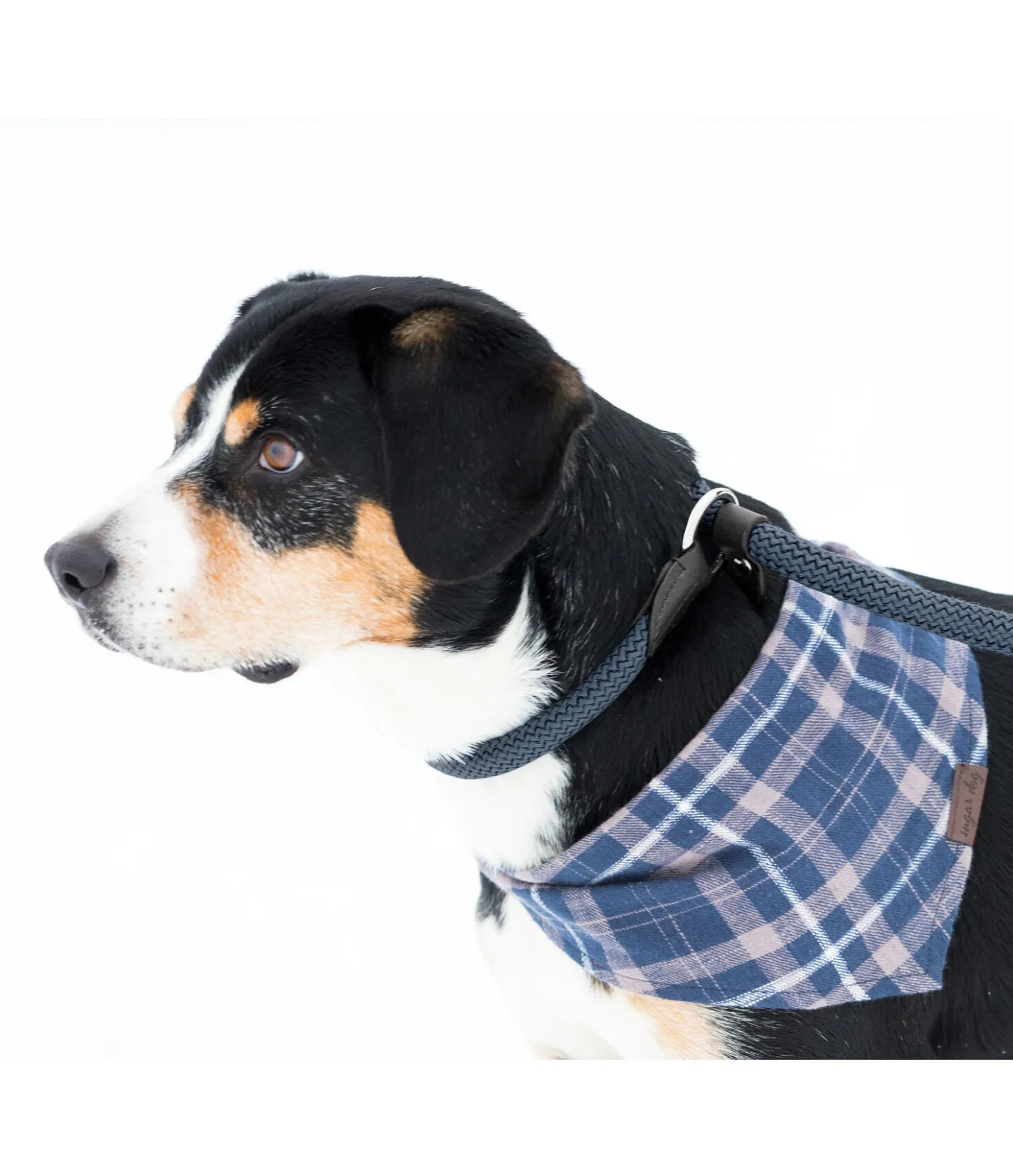 sugar dog Laisse retriever Nature Rope bleu dauphin Discount