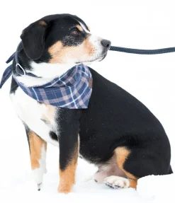 sugar dog Laisse retriever Nature Rope bleu dauphin Discount