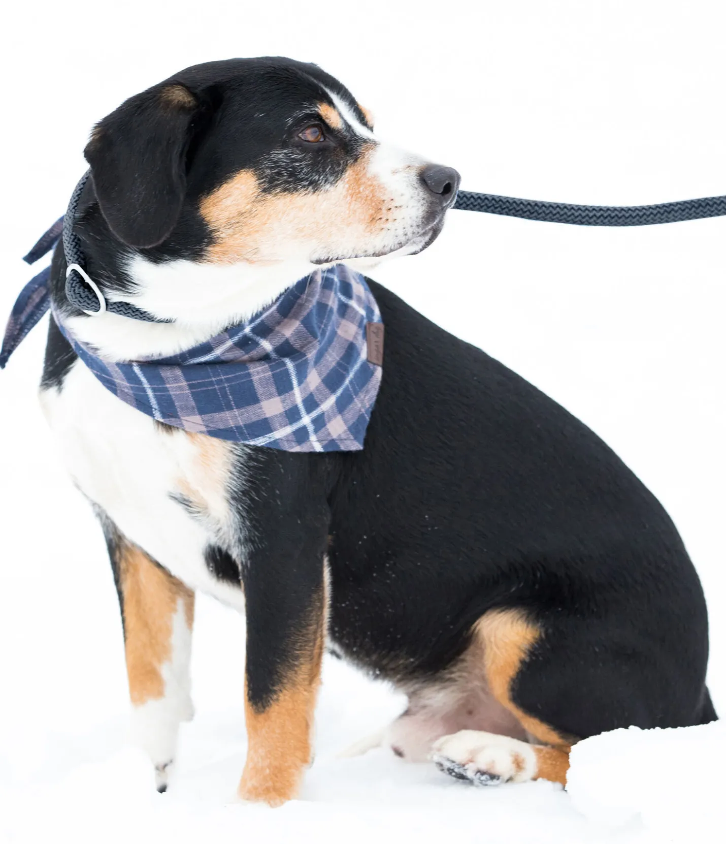 sugar dog Laisse retriever Nature Rope bleu dauphin Discount