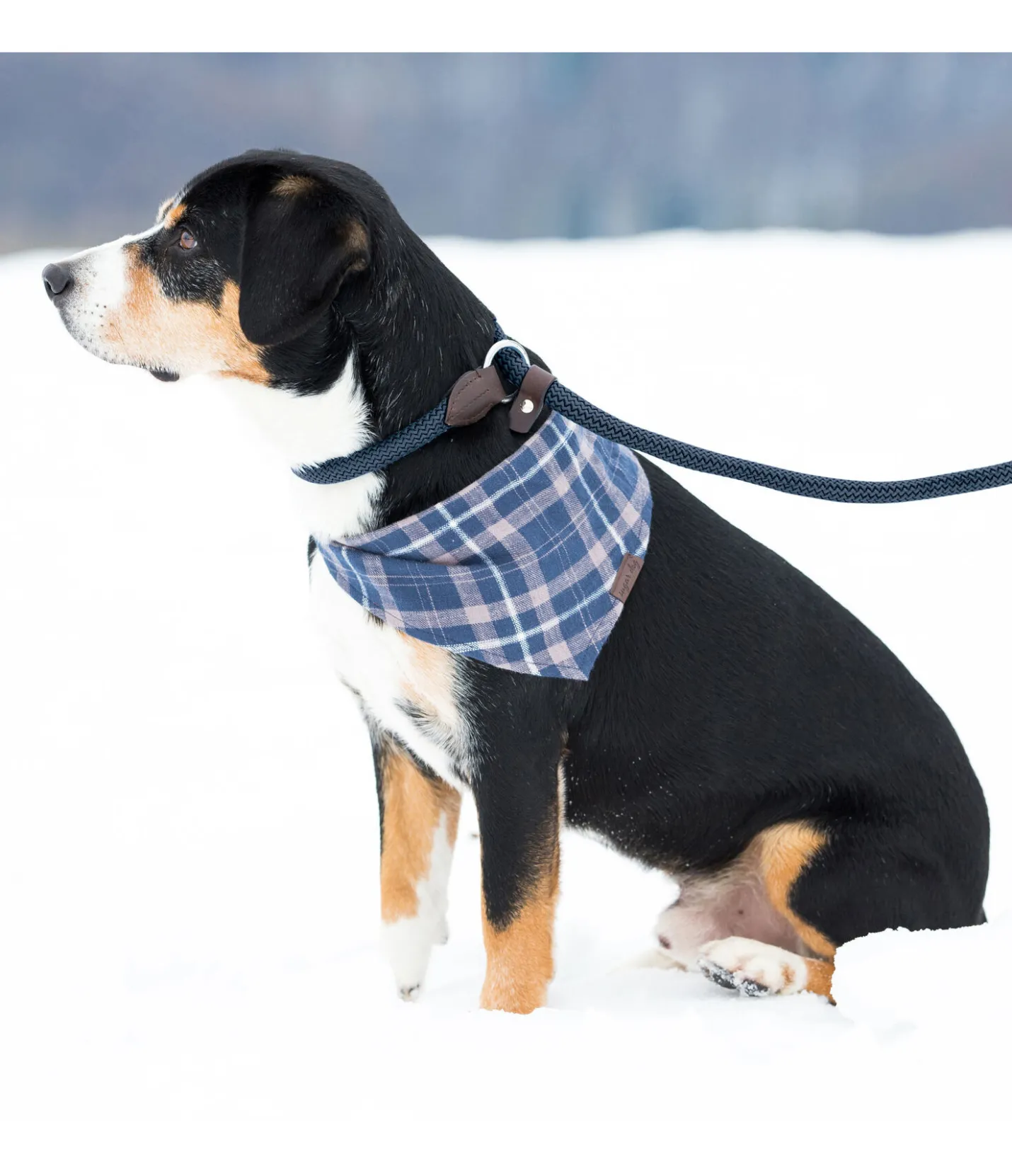 sugar dog Laisse retriever Nature Rope bleu dauphin Discount