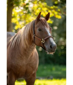 STONEDEEK Licol Forster marron foncé Clearance