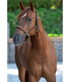 STONEDEEK Licol Forster marron foncé Clearance