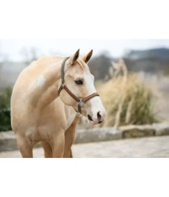 STONEDEEK Licol Forster vert mousse Discount