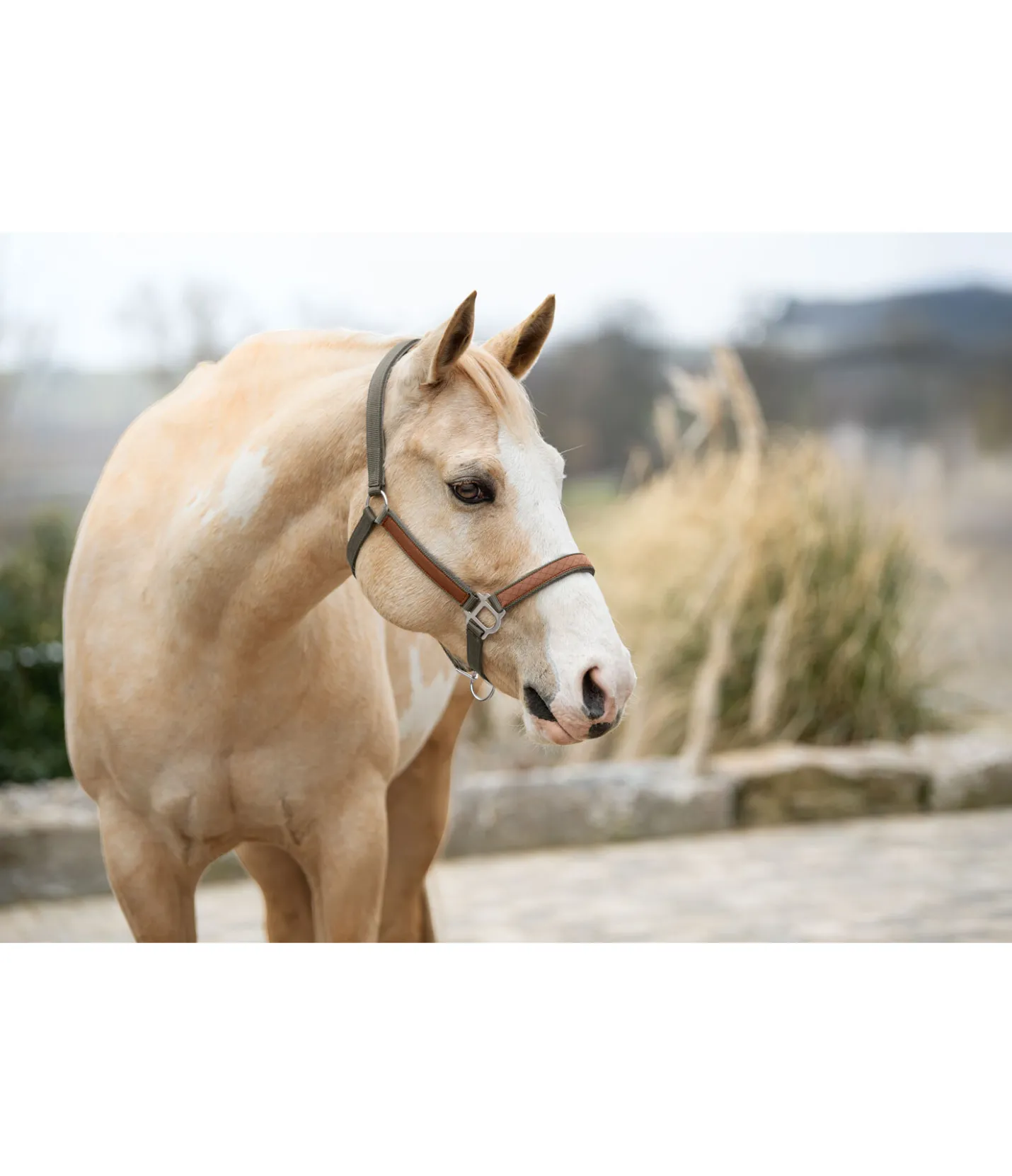 STONEDEEK Licol Forster vert mousse Discount