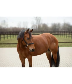STONEDEEK Licol Holly noir Discount