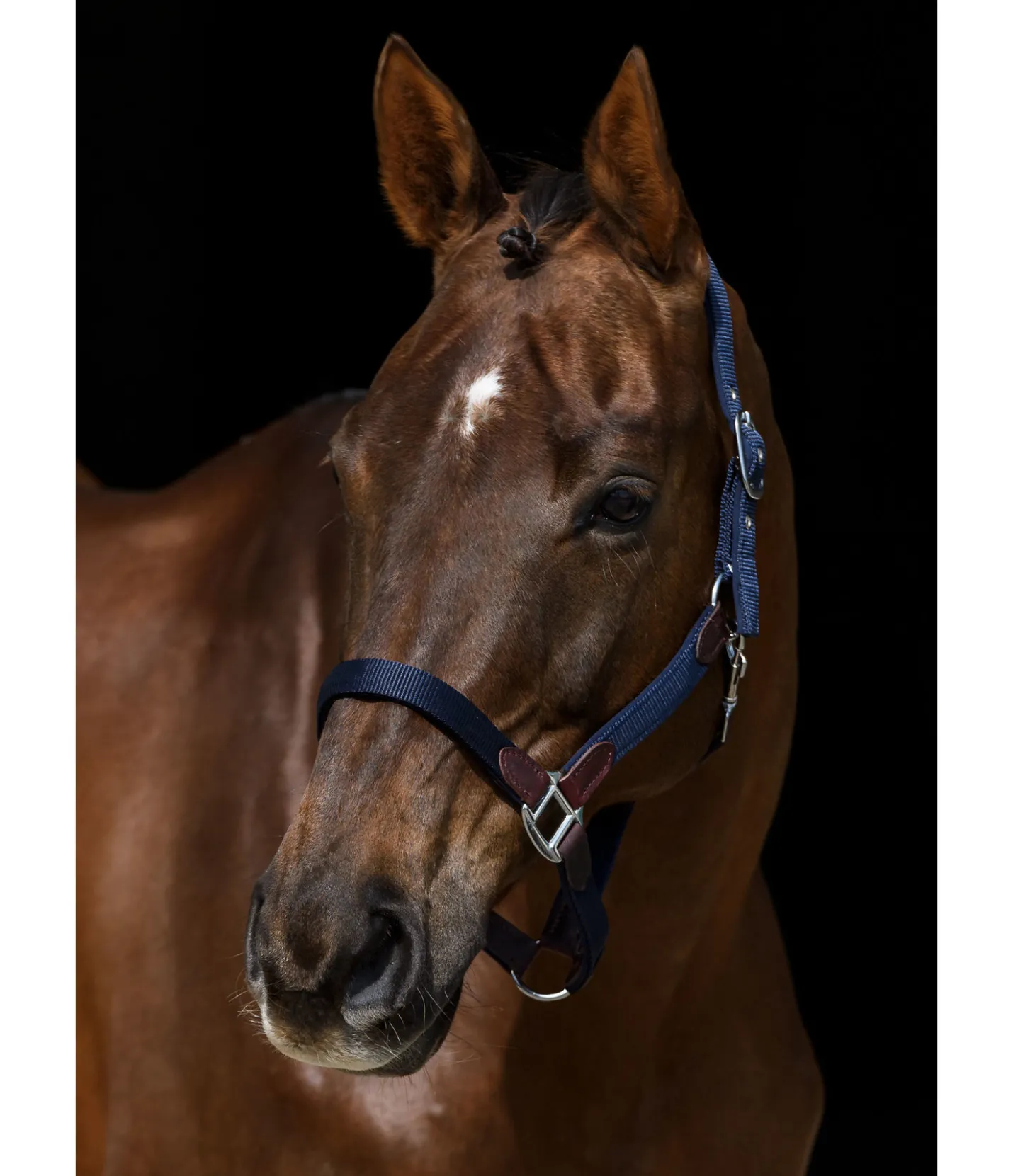 Felix Bühler Licol Kate navy