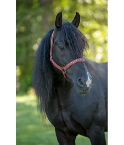 STONEDEEK Licol Stella nougatine Sale