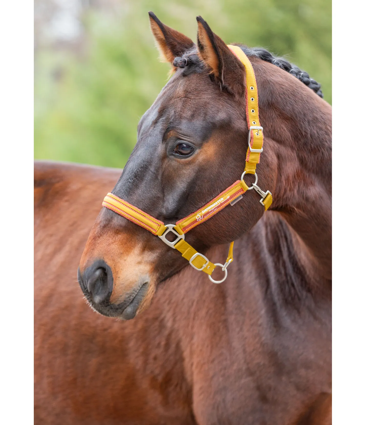 SHOWMASTER Licol Twotone mangue dorée New