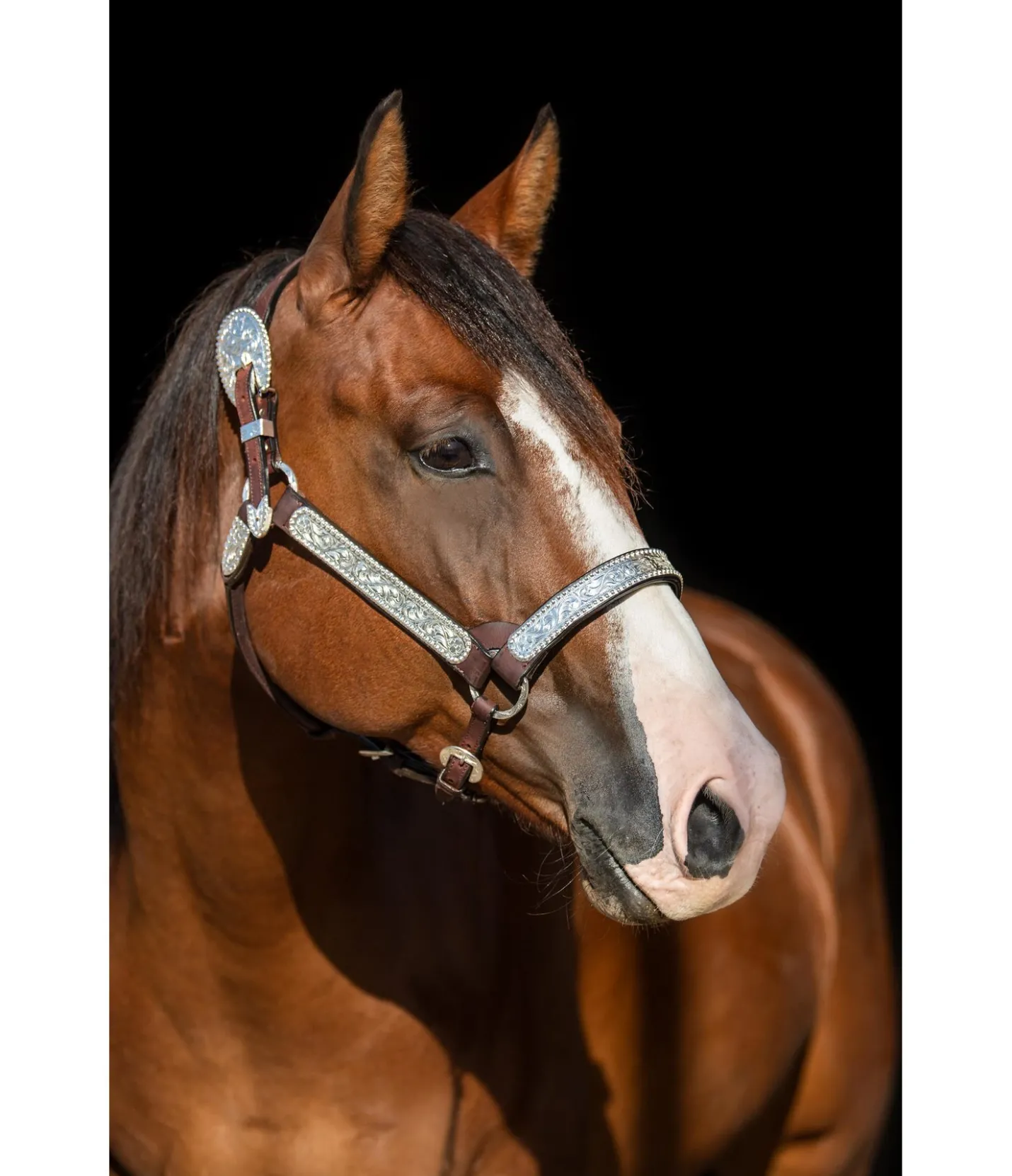 STONEDEEK Licol de show marron foncé Discount