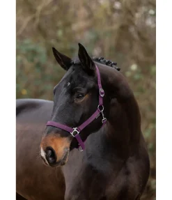 SHOWMASTER Licol en nylon à prix cassé violet guimauve Clearance