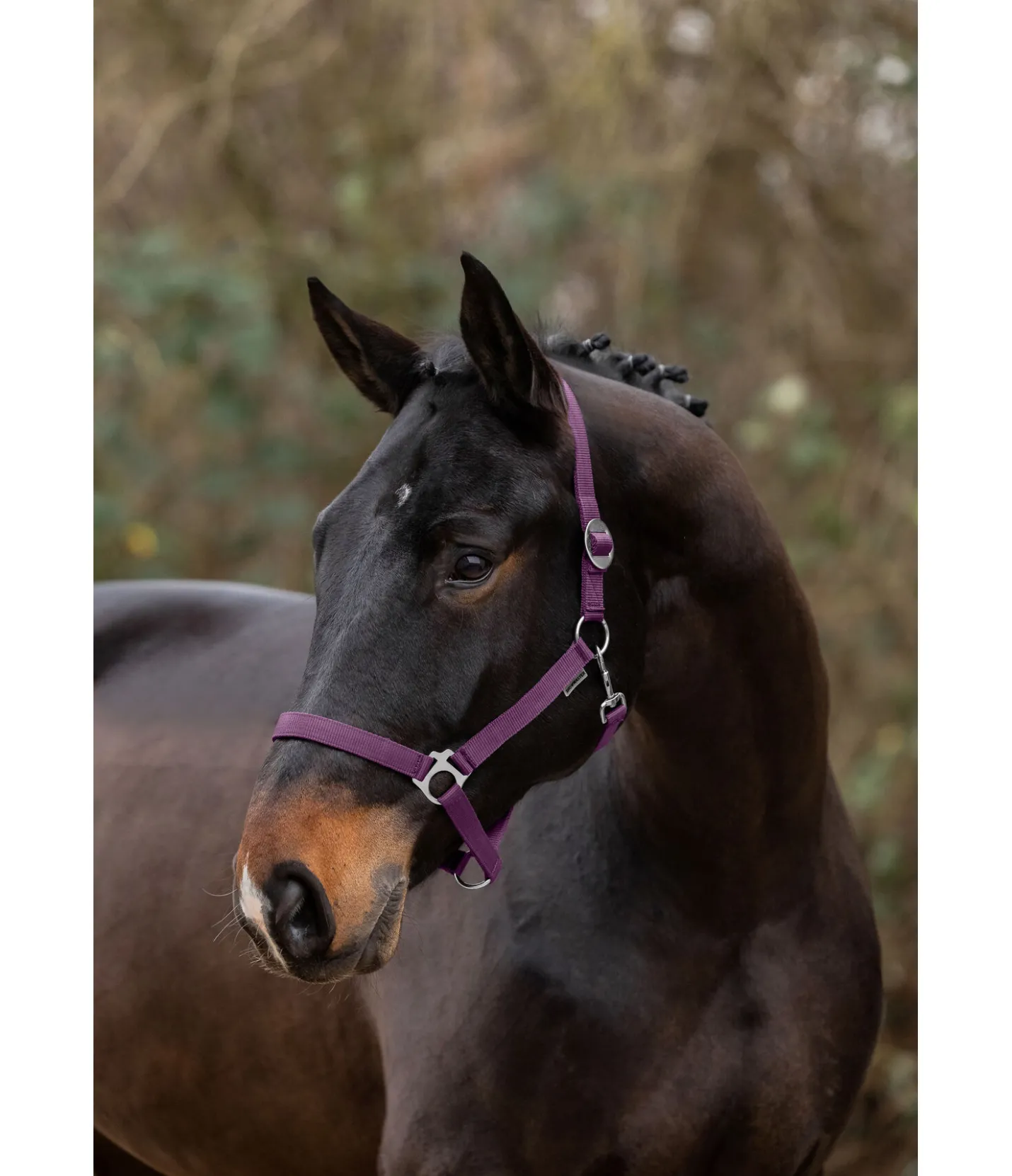 SHOWMASTER Licol en nylon à prix cassé violet guimauve Clearance