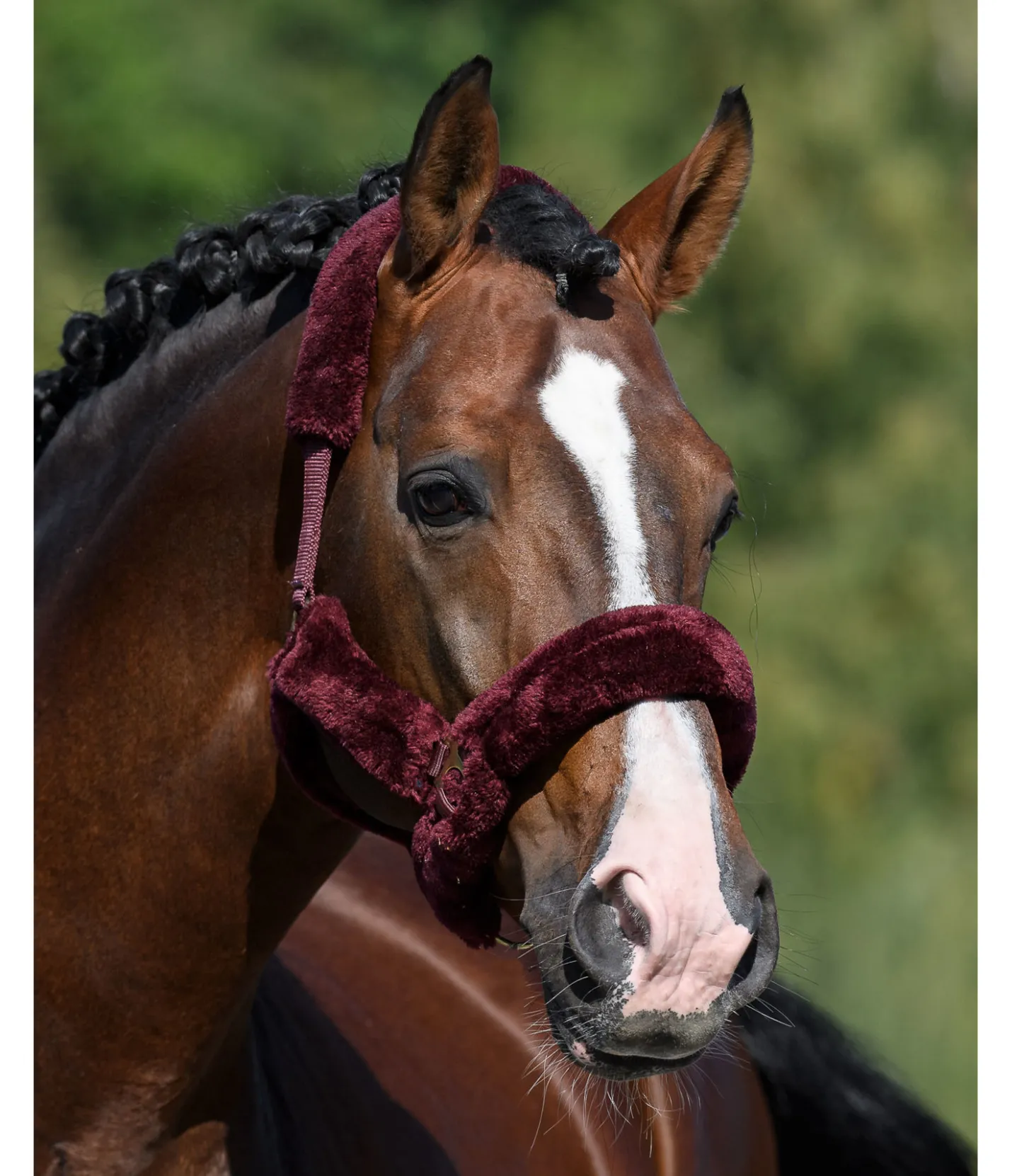 SHOWMASTER Licol en polaire Teddy Protection acajou Hot