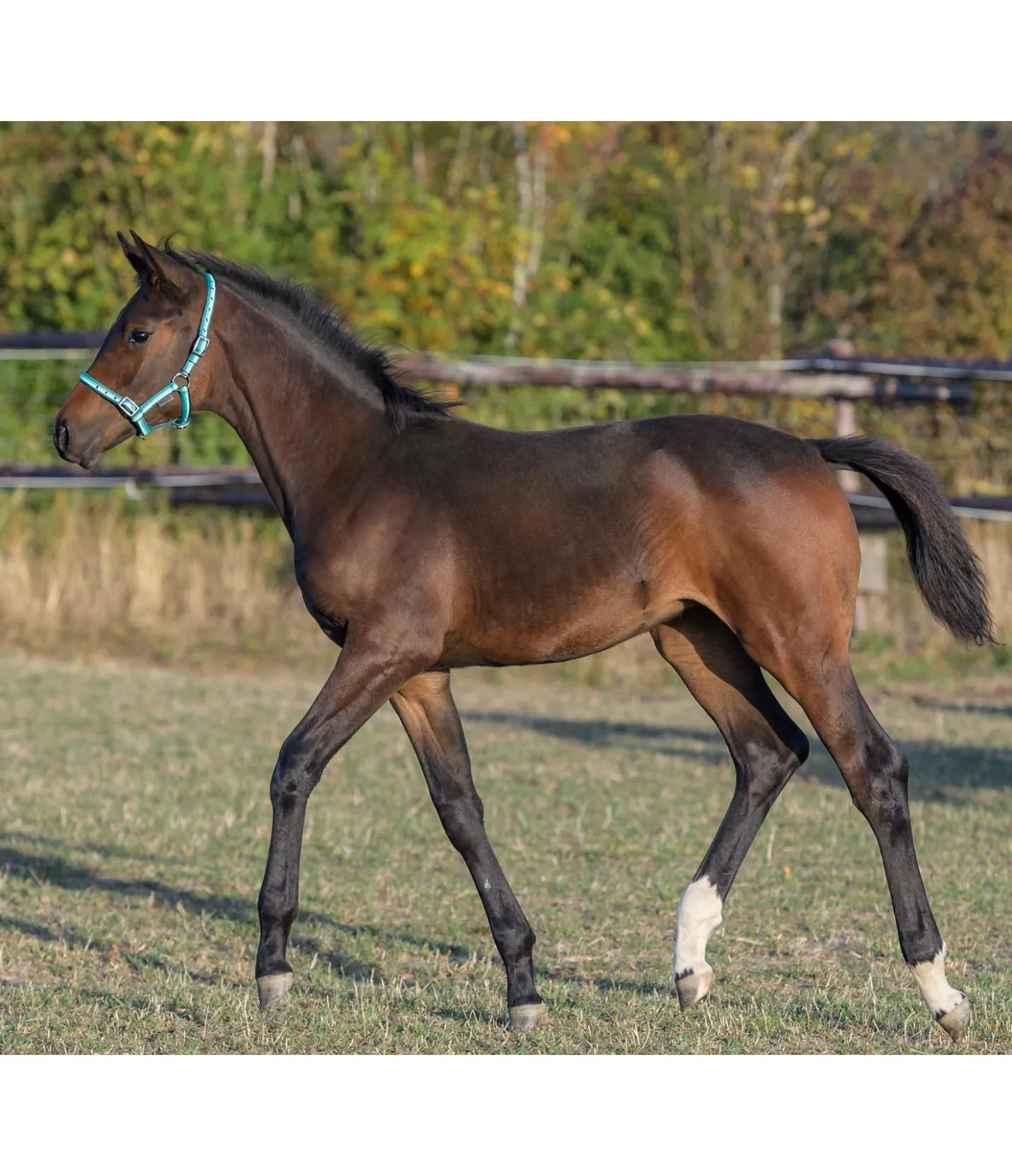 SHOWMASTER Licol poulain Darling vert d´eau Sale