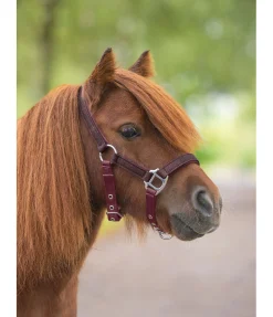 Felix Bühler Licol poulain et shetland Twinkle bordeaux Online