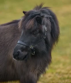 SHOWMASTER Licol poulain et shetland en cuir Siri noir/argenté Hot