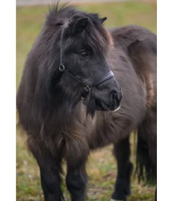 SHOWMASTER Licol poulain et shetland en cuir Siri noir/argenté Hot