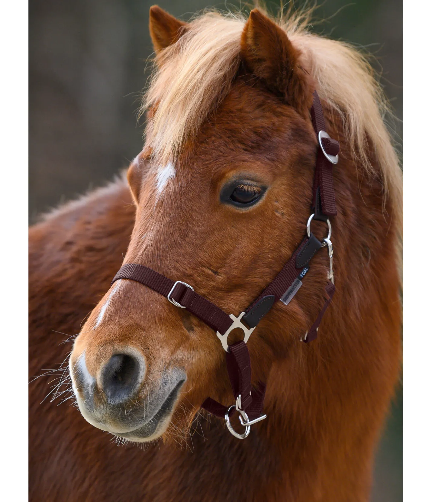 SHOWMASTER Licol poulain et shetland Katy acajou Discount