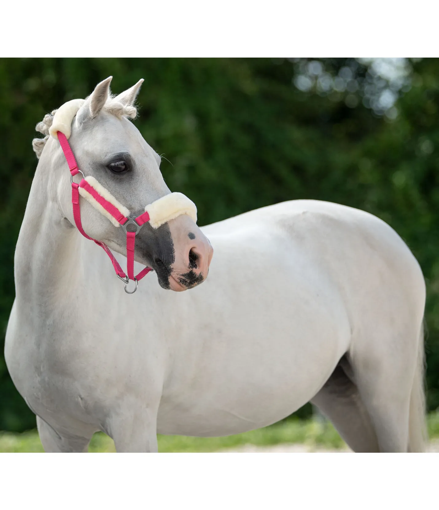 SHOWMASTER Licol poulain et shetland en polaire Teddy Cozy Adjustable lotus Online
