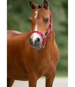 SHOWMASTER Licol poulain et shetland Katy lotus