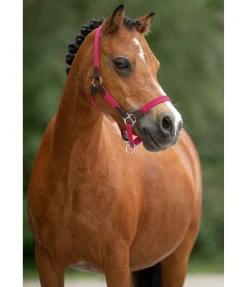 SHOWMASTER Licol poulain et shetland Katy lotus