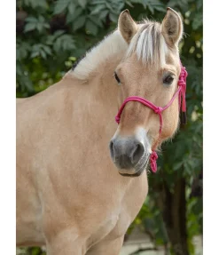 STONEDEEK Licol éthologique Bo fuchsia Hot