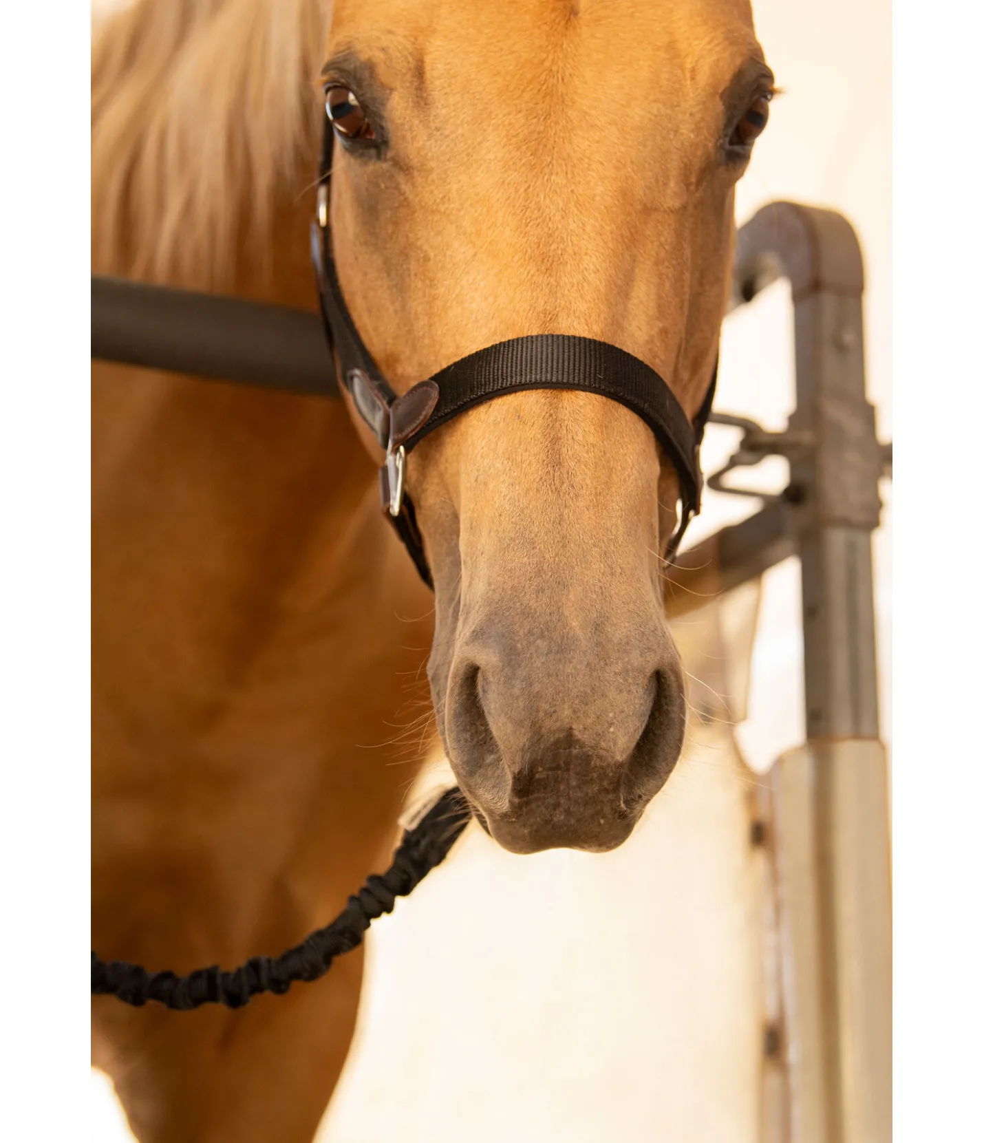 SHOWMASTER Longe d'attache de transport Flexi noir Sale