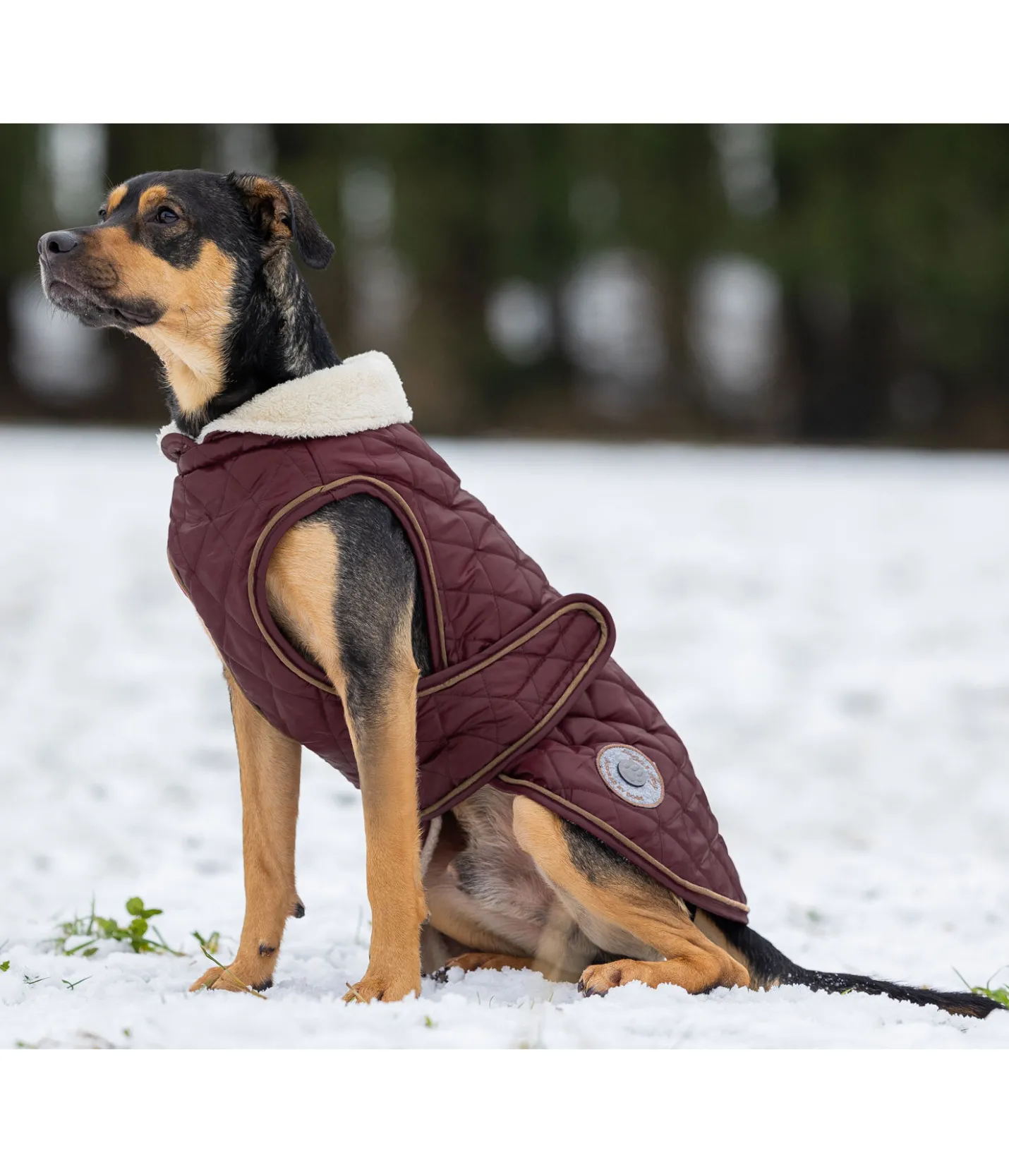 sugar dog Manteau avec doublure en polaire Teddy pour chien Archie, 160 g cerise