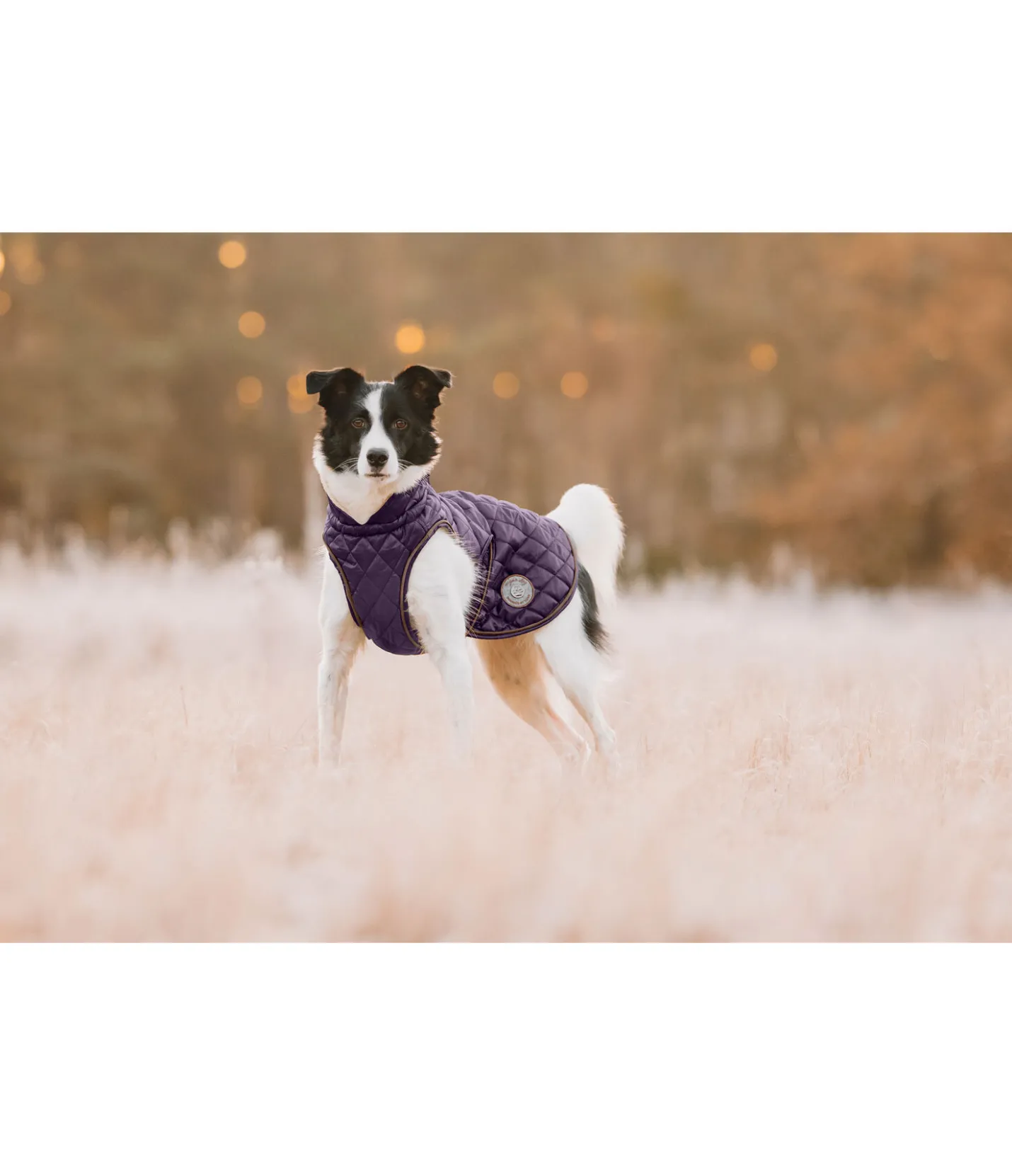 sugar dog Manteau avec doublure en polaire Teddy pour chien Archie, 160 g violet foncé Best